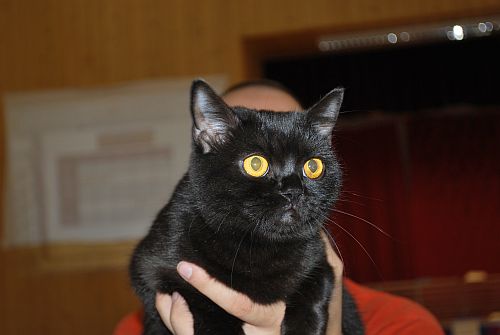 koka
